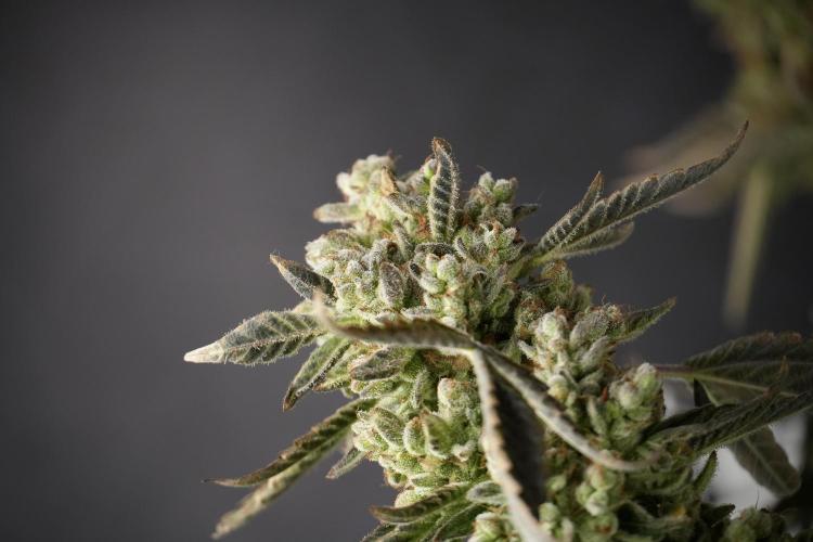 TicaL X Zamnesia-NectarDrip pack#268/750. Week 15 - Nectar Drip 12-12 from seed studio before harvest 