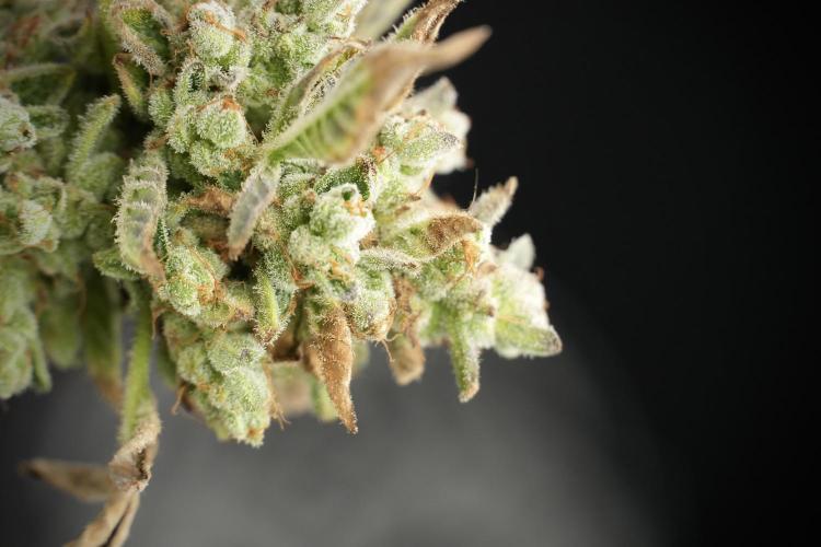 TicaL X Zamnesia-NectarDrip pack#268/750. Week 15 - Nectar Drip 12-12 from seed studio before harvest 