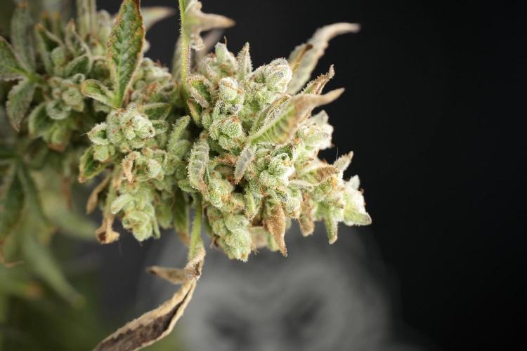 TicaL X Zamnesia-NectarDrip pack#268/750. Week 15 - Nectar Drip 12-12 from seed studio before harvest 