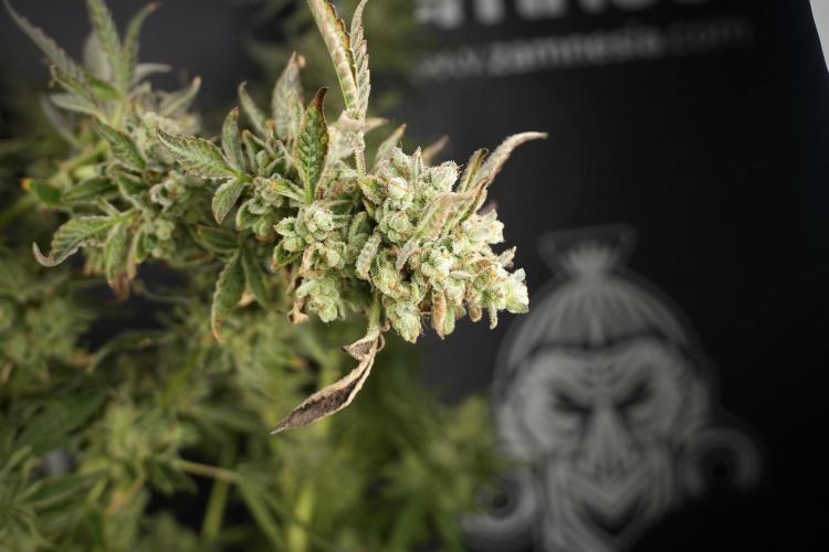 TicaL X Zamnesia-NectarDrip pack#268/750. Week 15 - Nectar Drip 12-12 from seed studio before harvest 