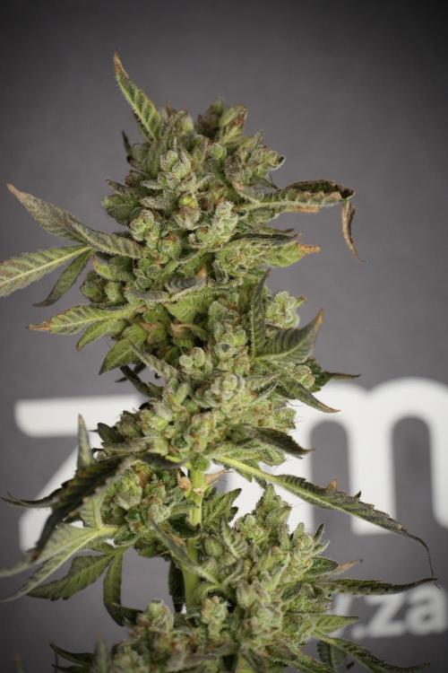 TicaL X Zamnesia-NectarDrip pack#268/750. Week 15 - Nectar Drip 12-12 from seed studio before harvest 