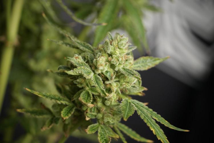 TicaL X Zamnesia-NectarDrip pack#268/750. Week 15 - Nectar Drip 12-12 from seed studio before harvest 