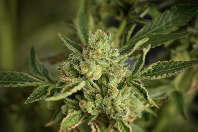 TicaL X Zamnesia-NectarDrip pack#268/750. Week 15 - Nectar Drip 12-12 from seed studio before harvest 