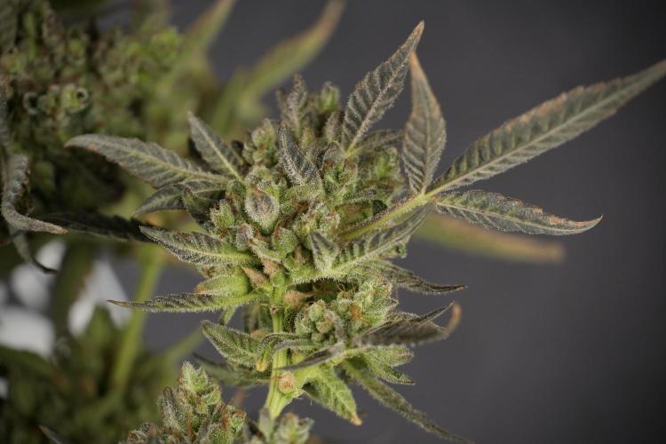 TicaL X Zamnesia-NectarDrip pack#268/750. Week 15 - Nectar Drip 12-12 from seed studio before harvest 