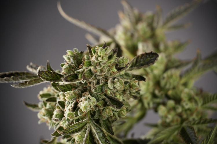 TicaL X Zamnesia-NectarDrip pack#268/750. Week 15 - Nectar Drip 12-12 from seed studio before harvest 