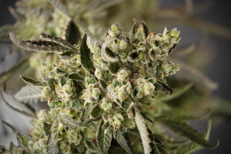 TicaL X Zamnesia-NectarDrip pack#268/750. Week 15 - Nectar Drip 12-12 from seed studio before harvest 