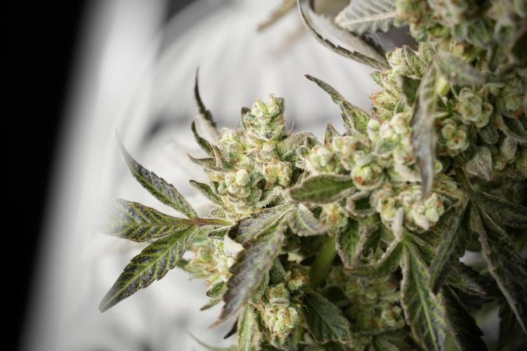TicaL X Zamnesia-NectarDrip pack#268/750. Week 15 - Nectar Drip 12-12 from seed studio before harvest 