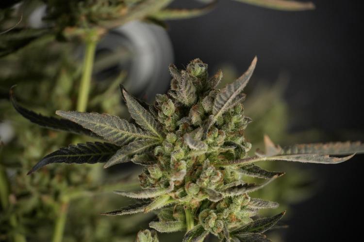 TicaL X Zamnesia-NectarDrip pack#268/750. Week 15 - Nectar Drip 12-12 from seed studio before harvest 