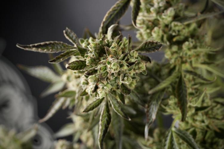 TicaL X Zamnesia-NectarDrip pack#268/750. Week 15 - Nectar Drip 12-12 from seed studio before harvest 