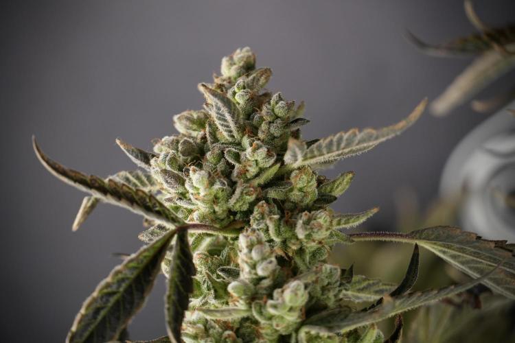 TicaL X Zamnesia-NectarDrip pack#268/750. Week 15 - Nectar Drip 12-12 from seed studio before harvest 