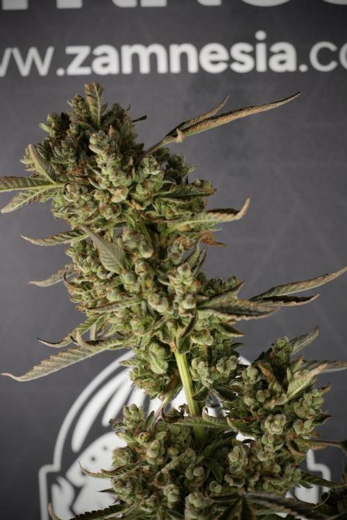 TicaL X Zamnesia-NectarDrip pack#268/750. Week 15 - Nectar Drip 12-12 from seed studio before harvest 