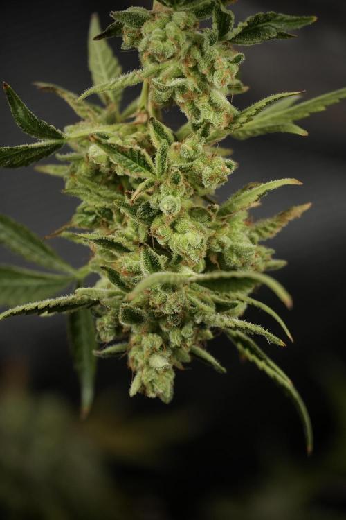 TicaL X Zamnesia-NectarDrip pack#268/750. Week 15 - Nectar Drip 12-12 from seed studio before harvest 