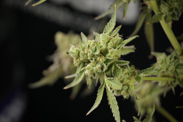 TicaL X Zamnesia-NectarDrip pack#268/750. Week 15 - Nectar Drip 12-12 from seed studio before harvest 