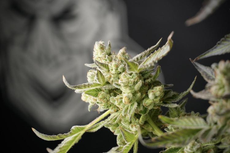 TicaL X Zamnesia-NectarDrip pack#268/750. Week 15 - Nectar Drip 12-12 from seed studio before harvest 