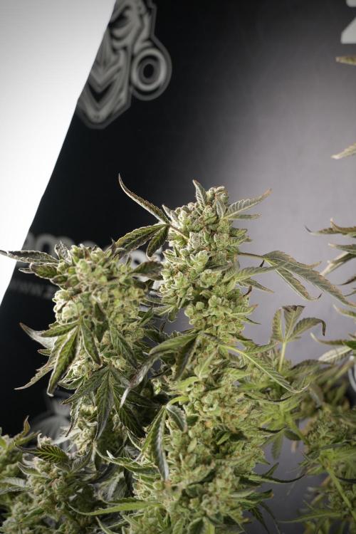 TicaL X Zamnesia-NectarDrip pack#268/750. Week 15 - Nectar Drip 12-12 from seed studio before harvest 