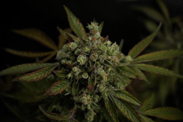 TicaL X Zamnesia-NectarDrip pack#268/750. Week 15 - Nectar Drip 12-12 from seed studio before harvest 