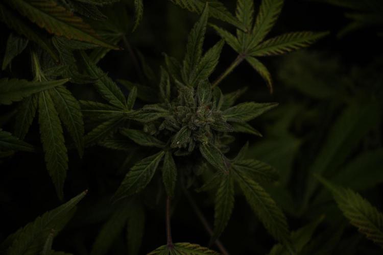 TicaL X Zamnesia-NectarDrip pack#268/750. Week 15 - Nectar Drip 12-12 from seed studio before harvest 