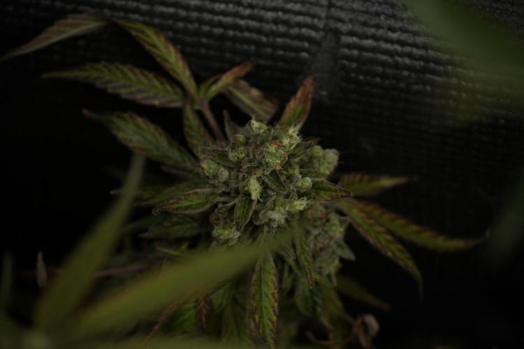TicaL X Zamnesia-NectarDrip pack#268/750. Week 15 - Nectar Drip 12-12 from seed studio before harvest 