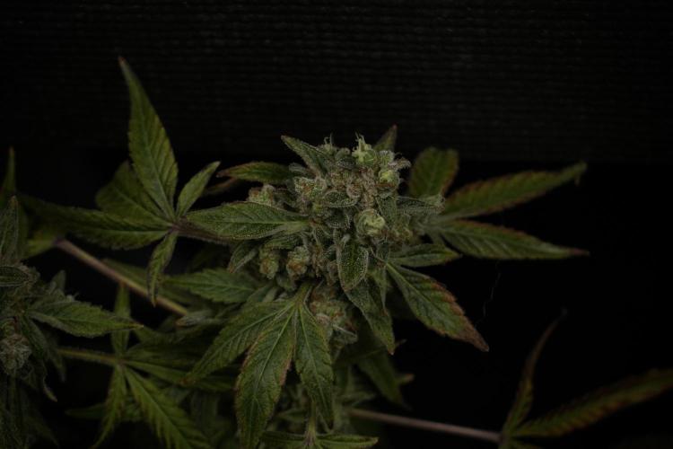 TicaL X Zamnesia-NectarDrip pack#268/750. Week 15 - Nectar Drip 12-12 from seed studio before harvest 