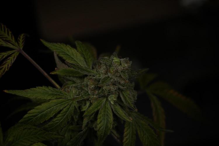 TicaL X Zamnesia-NectarDrip pack#268/750. Week 15 - Nectar Drip 12-12 from seed studio before harvest 