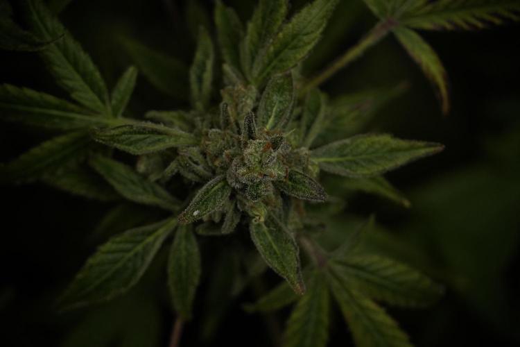 TicaL X Zamnesia-NectarDrip pack#268/750. Week 15 - Nectar Drip 12-12 from seed studio before harvest 