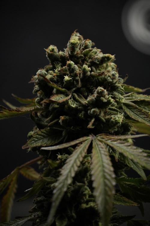 TicaL X Zamnesia-NectarDrip pack#268/750. Week 15 - Nectar Drip 12-12 from seed studio before harvest 