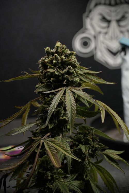 TicaL X Zamnesia-NectarDrip pack#268/750. Week 15 - Nectar Drip 12-12 from seed studio before harvest 