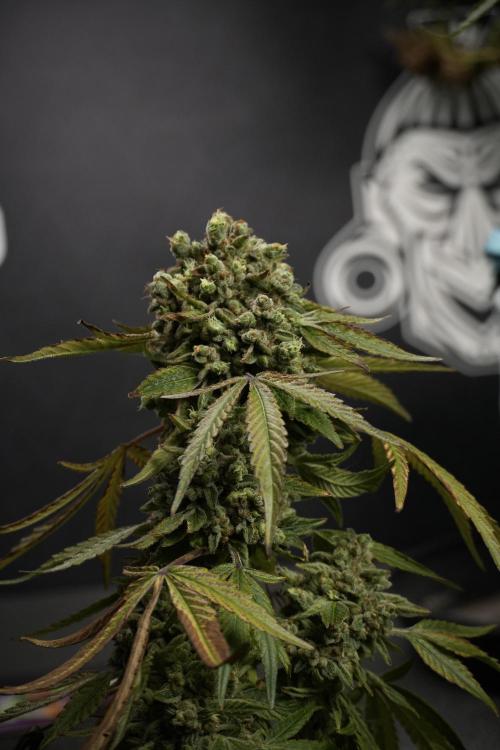 TicaL X Zamnesia-NectarDrip pack#268/750. Week 15 - Nectar Drip 12-12 from seed studio before harvest 