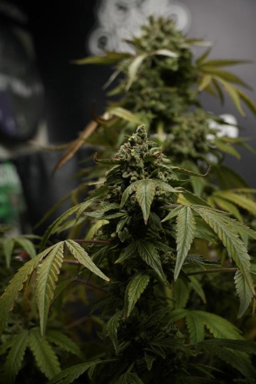 TicaL X Zamnesia-NectarDrip pack#268/750. Week 15 - Nectar Drip 12-12 from seed studio before harvest 