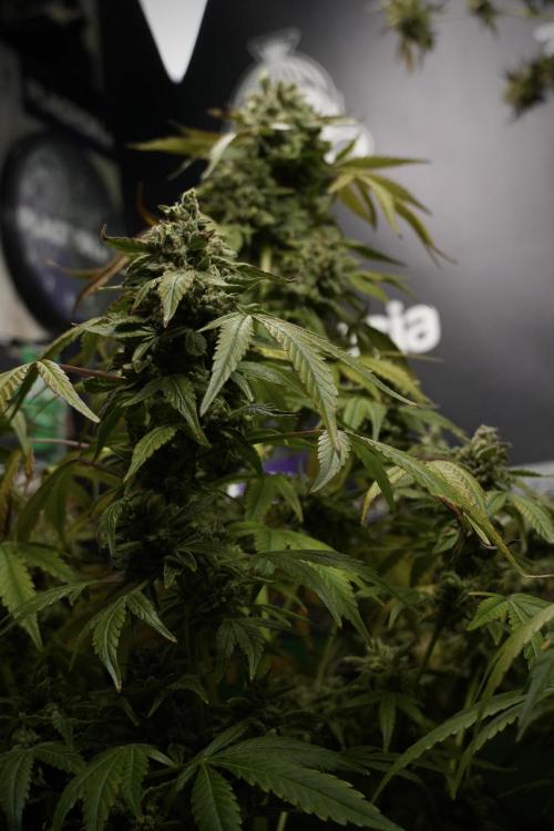 TicaL X Zamnesia-NectarDrip pack#268/750. Week 15 - Nectar Drip 12-12 from seed studio before harvest 