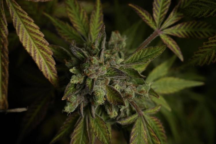 TicaL X Zamnesia-NectarDrip pack#268/750. Week 15 - Nectar Drip 12-12 from seed studio before harvest 