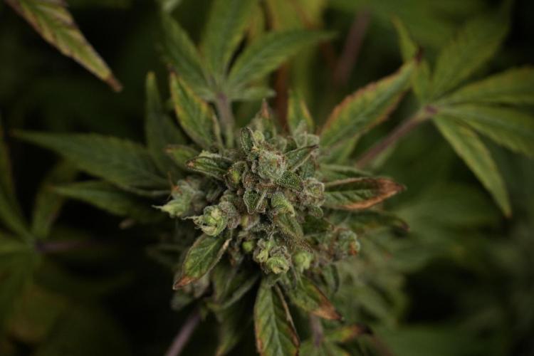 TicaL X Zamnesia-NectarDrip pack#268/750. Week 15 - Nectar Drip 12-12 from seed studio before harvest 
