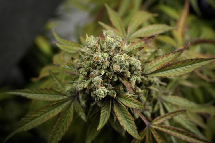 TicaL X Zamnesia-NectarDrip pack#268/750. Week 15 - Nectar Drip 12-12 from seed studio before harvest 