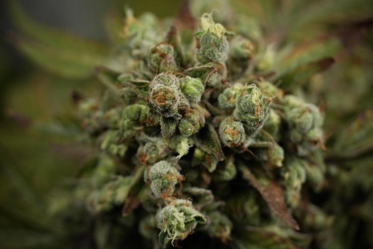 TicaL X Zamnesia-NectarDrip pack#268/750. Week 15 - Nectar Drip 12-12 from seed studio before harvest 