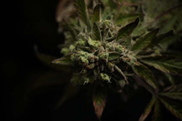 TicaL X Zamnesia-NectarDrip pack#268/750. Week 15 - Nectar Drip 12-12 from seed studio before harvest 