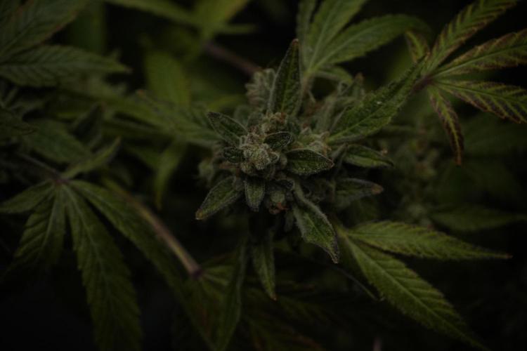 TicaL X Zamnesia-NectarDrip pack#268/750. Week 15 - Nectar Drip 12-12 from seed studio before harvest 