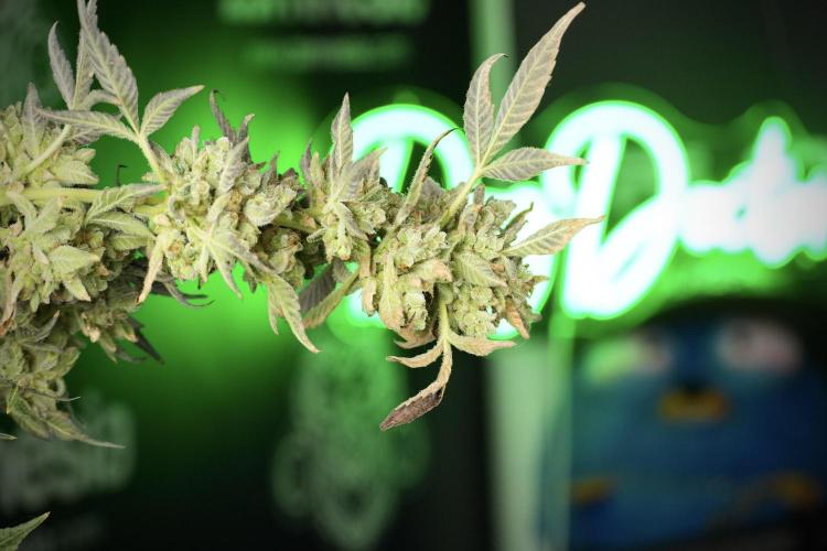 TicaL X Zamnesia-NectarDrip pack#268/750. Week 15 - Nectar Drip 12-12 from seed studio before harvest 
