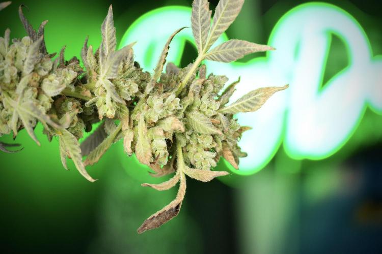 TicaL X Zamnesia-NectarDrip pack#268/750. Week 15 - Nectar Drip 12-12 from seed studio before harvest 