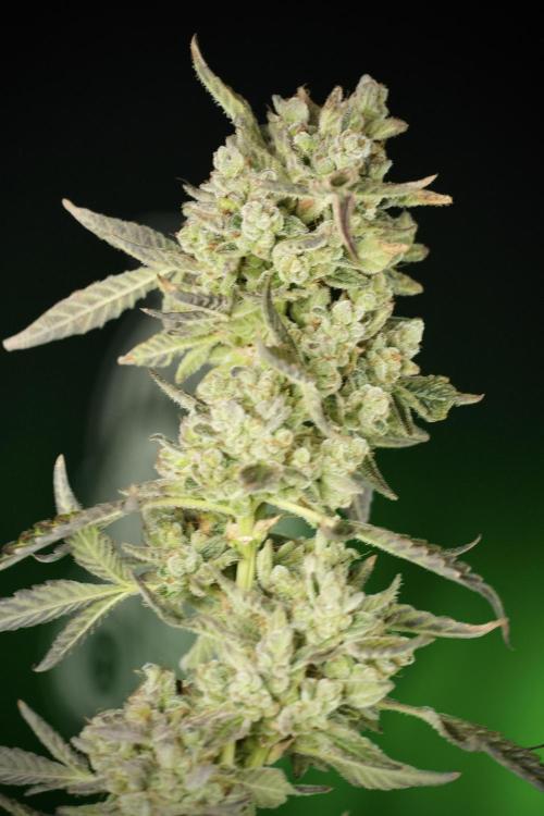 TicaL X Zamnesia-NectarDrip pack#268/750. Week 15 - Nectar Drip 12-12 from seed studio before harvest 