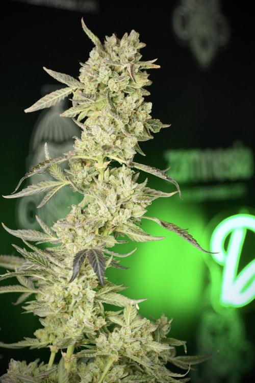 TicaL X Zamnesia-NectarDrip pack#268/750. Week 15 - Nectar Drip 12-12 from seed studio before harvest 