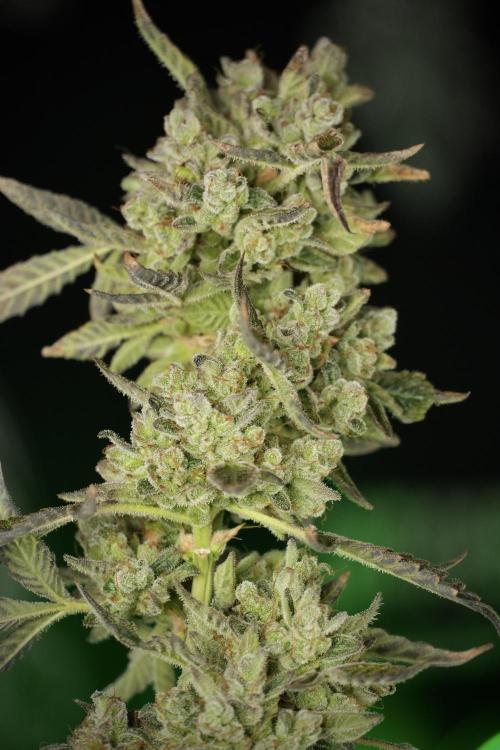 TicaL X Zamnesia-NectarDrip pack#268/750. Week 15 - Nectar Drip 12-12 from seed studio before harvest 