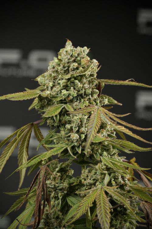 TicaL X Zamnesia-NectarDrip pack#268/750. Week 15 - Nectar Drip 12-12 from seed studio before harvest 