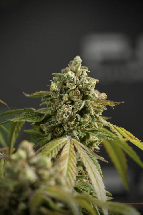 TicaL X Zamnesia-NectarDrip pack#268/750. Week 15 - Nectar Drip 12-12 from seed studio before harvest 