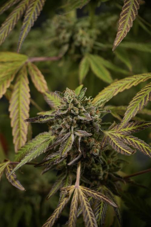 TicaL X Zamnesia-NectarDrip pack#268/750. Week 15 - Nectar Drip 12-12 from seed studio before harvest 