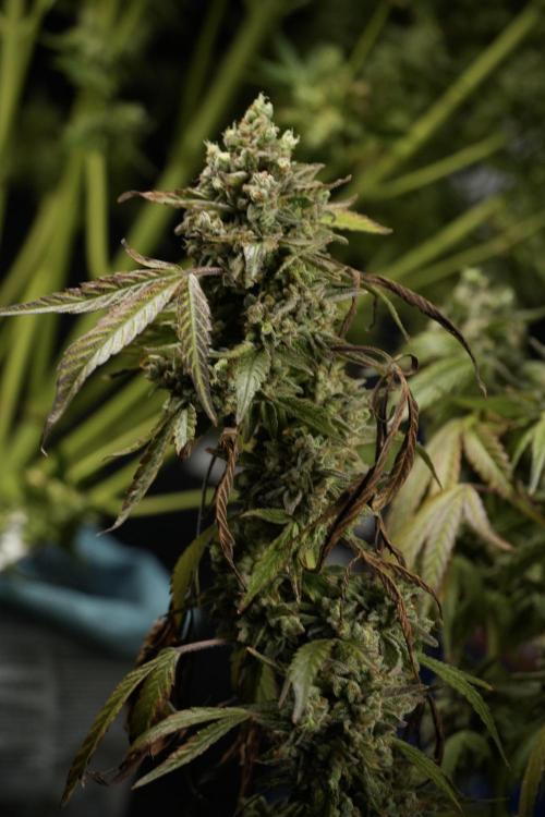 TicaL X Zamnesia-NectarDrip pack#268/750. Week 15 - Nectar Drip 12-12 from seed studio before harvest 