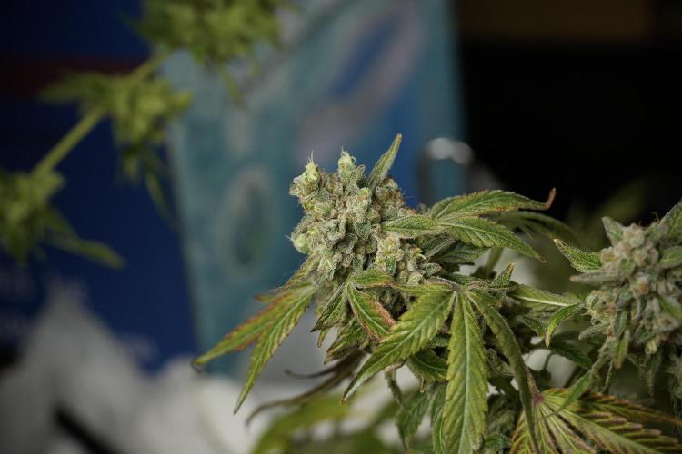 TicaL X Zamnesia-NectarDrip pack#268/750. Week 15 - Nectar Drip 12-12 from seed studio before harvest 