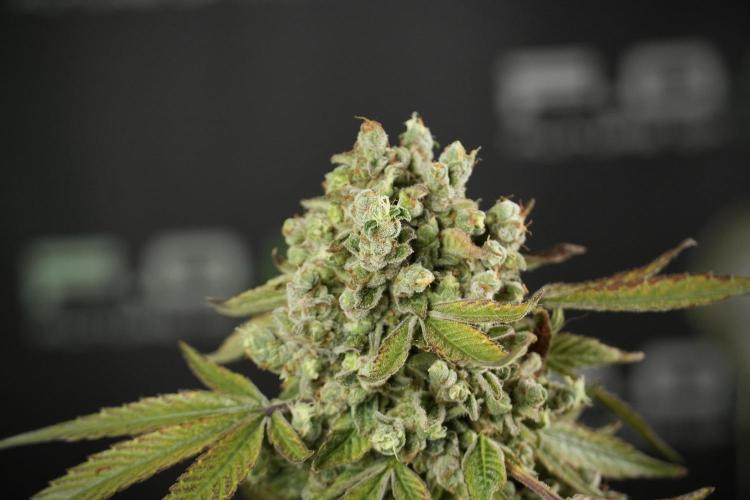 TicaL X Zamnesia-NectarDrip pack#268/750. Week 15 - Nectar Drip 12-12 from seed studio before harvest 