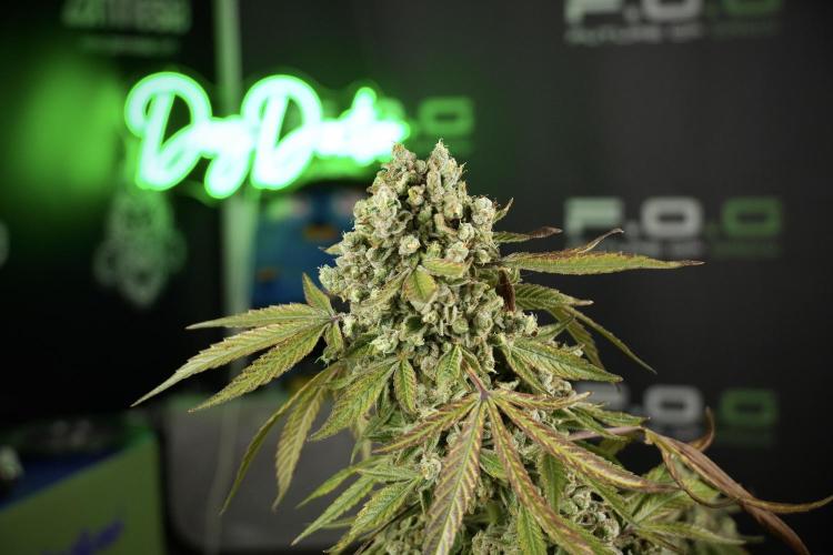 TicaL X Zamnesia-NectarDrip pack#268/750. Week 15 - Nectar Drip 12-12 from seed studio before harvest 