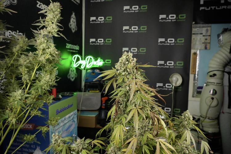 TicaL X Zamnesia-NectarDrip pack#268/750. Week 15 - Nectar Drip 12-12 from seed studio before harvest 