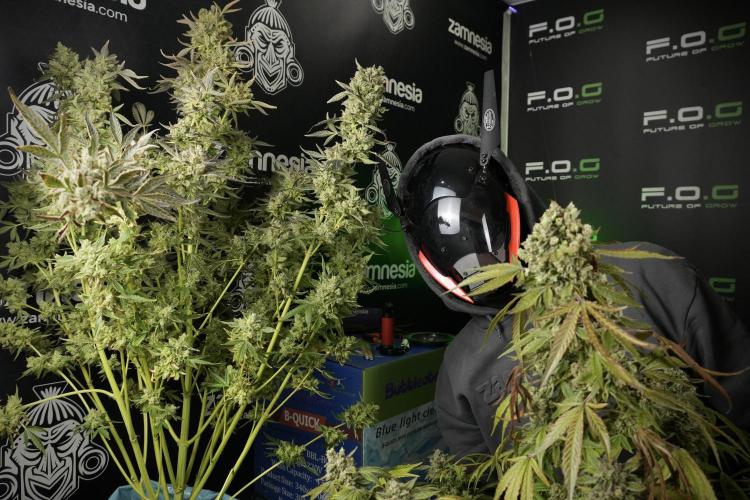 TicaL X Zamnesia-NectarDrip pack#268/750. Week 15 - Nectar Drip 12-12 from seed and me 